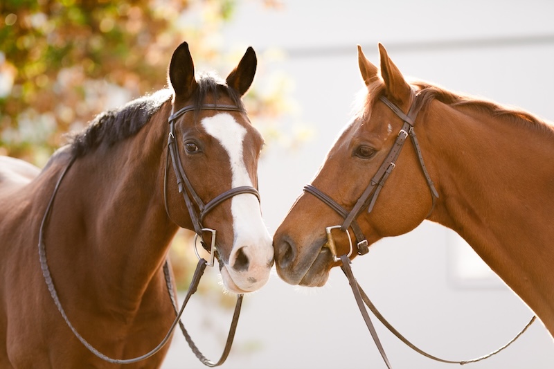 Two friendly former racehorses wearing bridles, nose-to-nose.